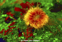 Cup coral excited by UV light by Peet Van Eeden 